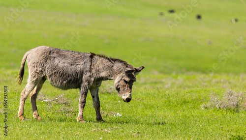 A donkey grazes pasture in a field with grass