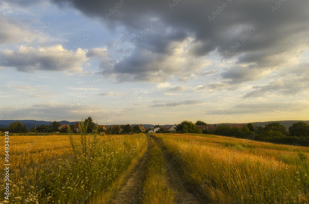 scenic road in summer outdoor in nature. summer walk in nature