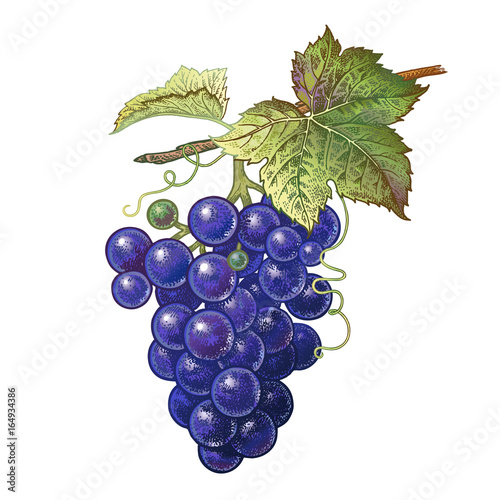 Realistic drawing of grape.