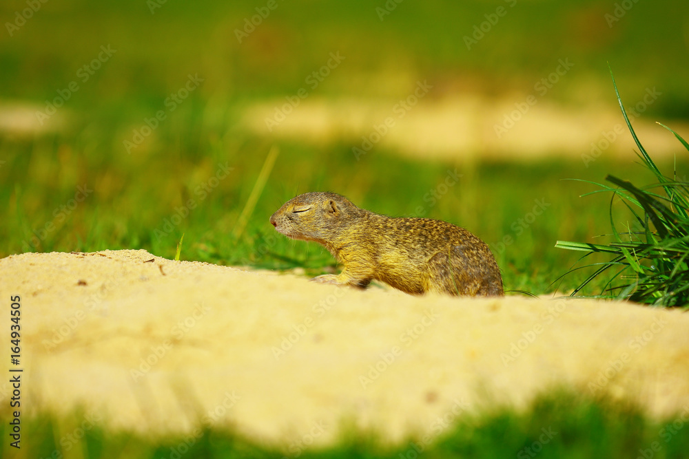 Ground squirrel  lying with closed eyes like sleeping. Tired small animal. Hot summer day