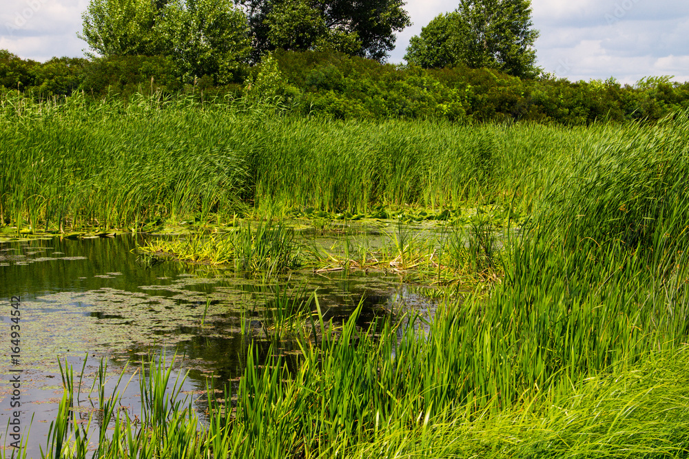Obraz premium Swampy river overgrown with water plants
