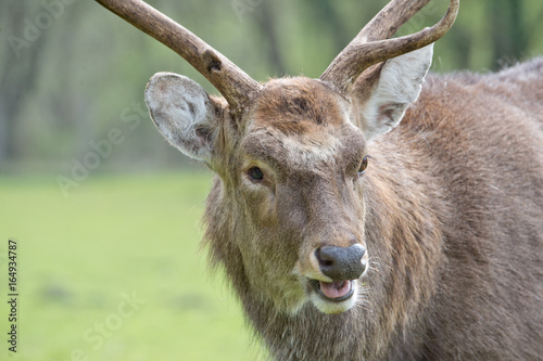 Sikawild - sika deer - cervus nippon