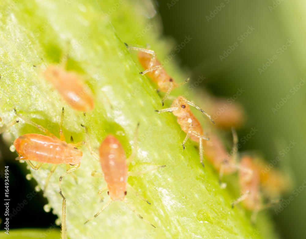 Aphids on a green leaf in nature Aphids on a green leaf in nature