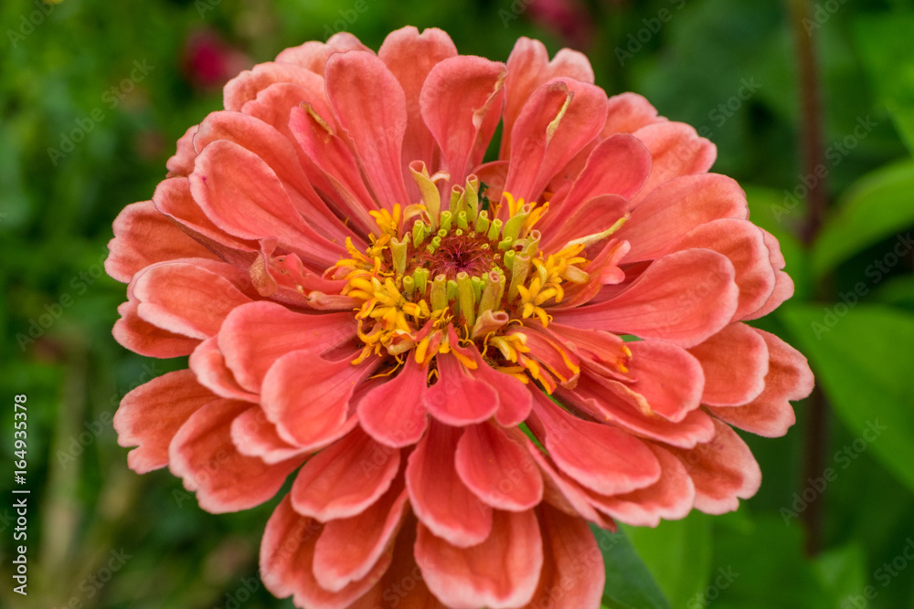 Fototapeta premium Red dahlia in flower garden
