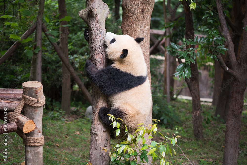 Giant panda climbing in a tree