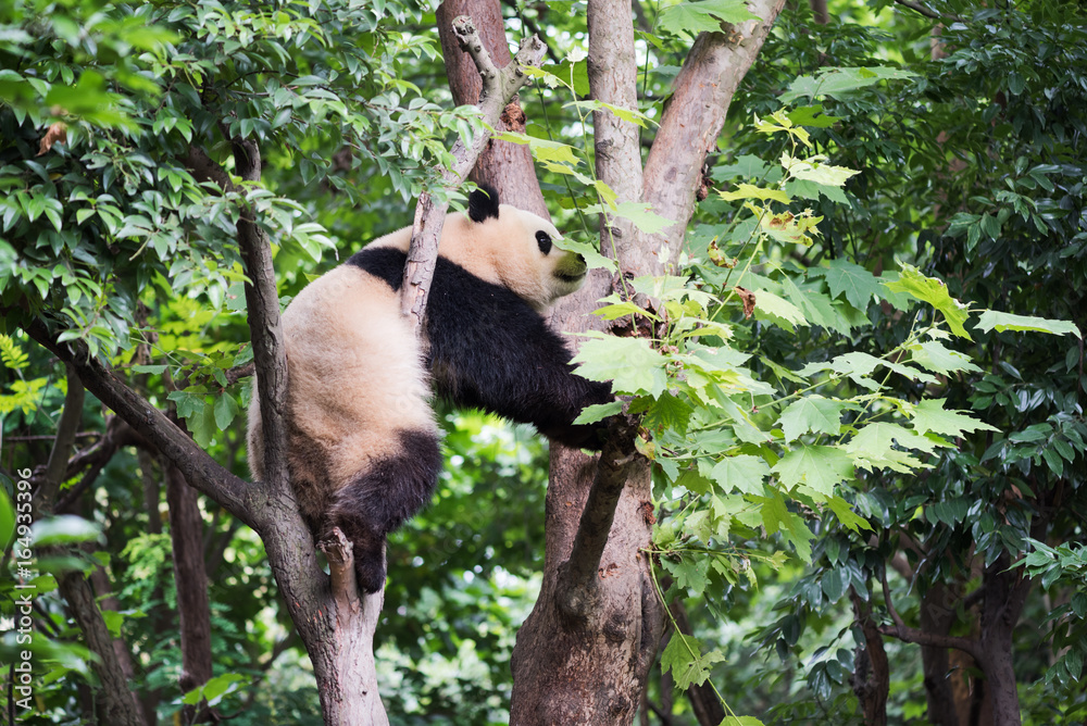 Obraz premium Giant panda climbing a tree