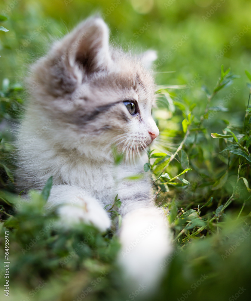 Little kitten in green grass in the park
