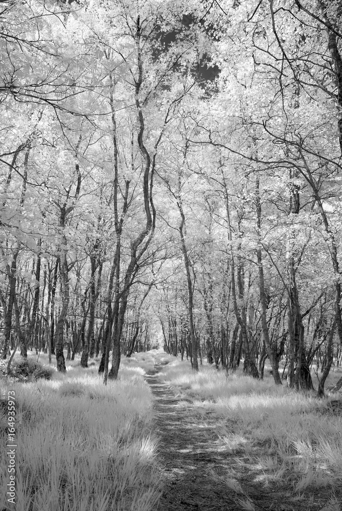 Fototapeta Infrared - Infrarot