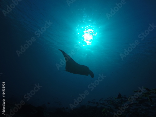 Manta Ray swimming over a cleaning station at the coral reef of the Moofushi atoll in the Maldives