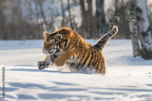 Beautiful young Siberian Tiger enjoying his typical environment,. © janstria