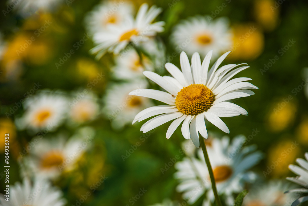 Wild Chamomile flower against daisies in the meadow Wild Chamomile flower against daisies in the meadow