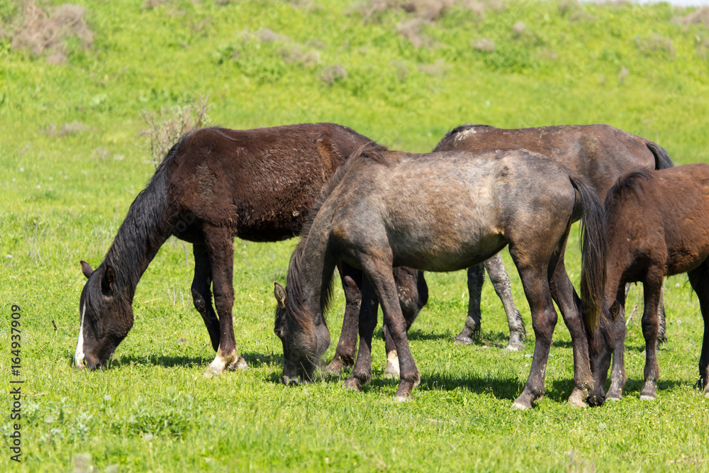 A horse in the pasture on a green lawn A horse in the pasture on a green lawn