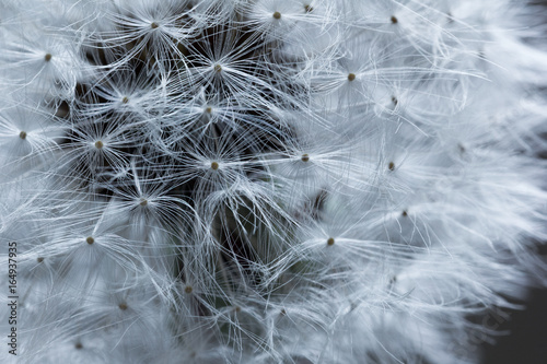 Fototapeta Naklejka Na Ścianę i Meble -  Dandelion in macro
