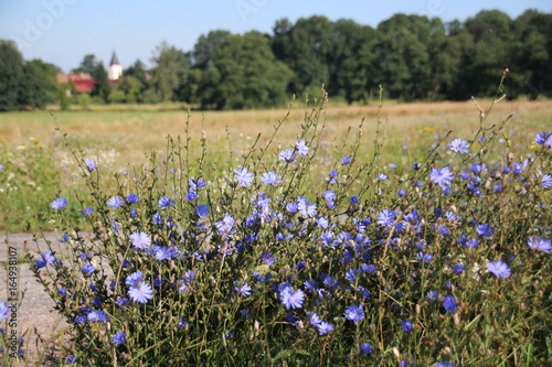 Sommer_Rapsfeld_bunte_Blueten