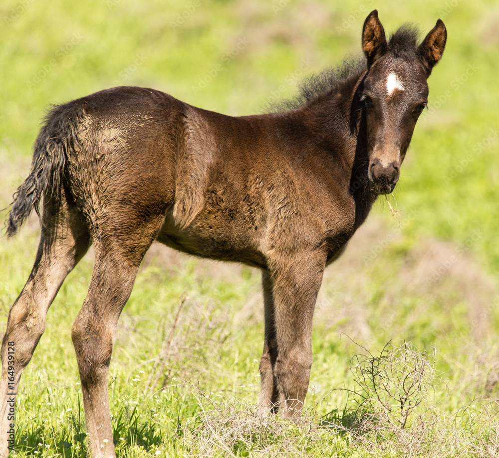 A horse in the pasture on a green lawn A horse in the pasture on a green lawn
