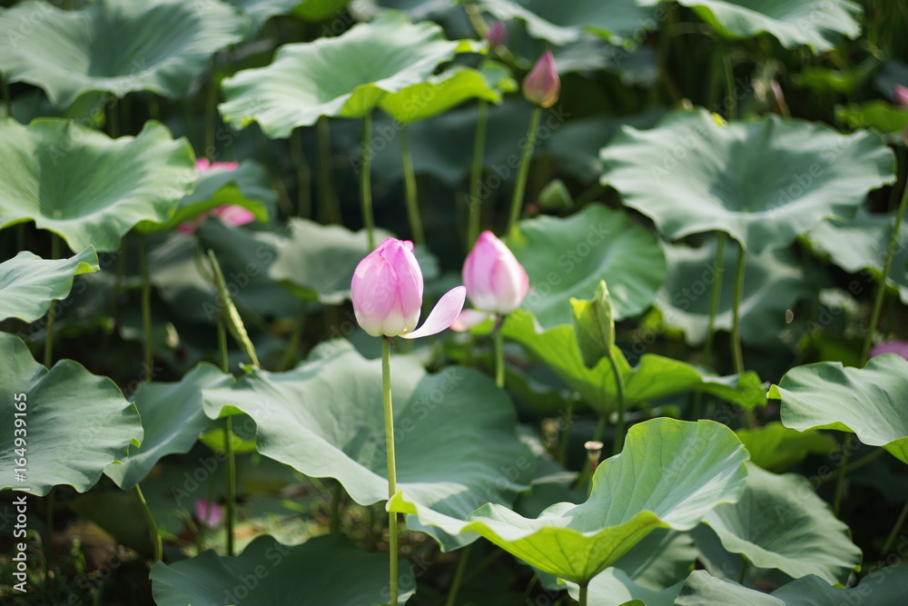 beautiful lotus, summer pink flower beautiful lotus, summer pink flower