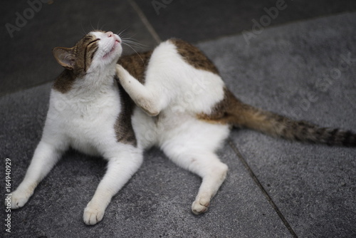 cute lovely street cat