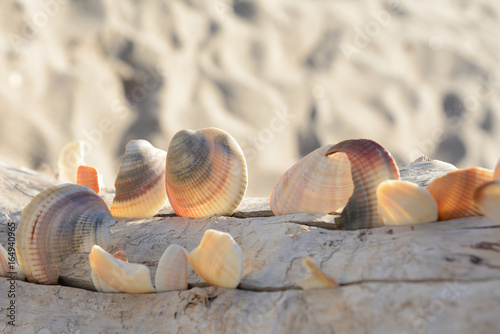Muscheln am Strand
