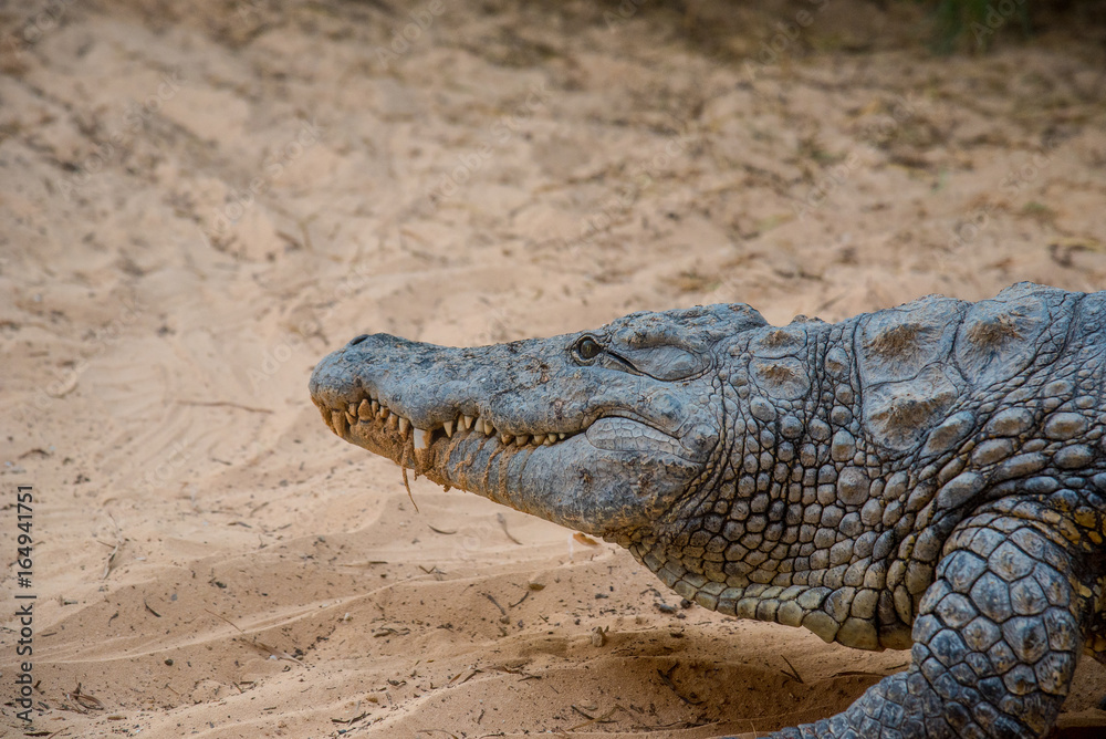 Fototapeta premium Image of a crocodile. Reptile Animals.