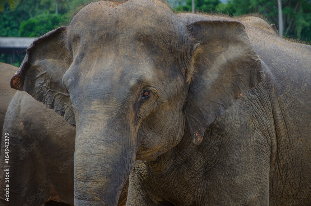 Fototapeta premium elephant with red eyes with dust