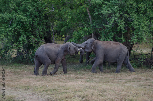 elephant with tusk fight with another elephant