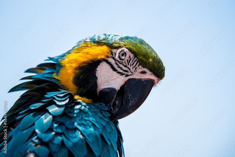 Obraz premium Colourful parrots bird sitting on a perch.