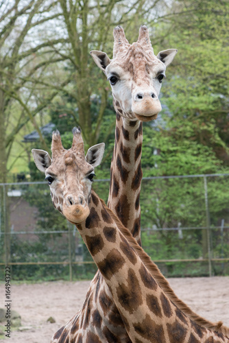 Photography Giraffes