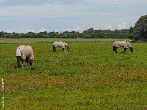 Horses