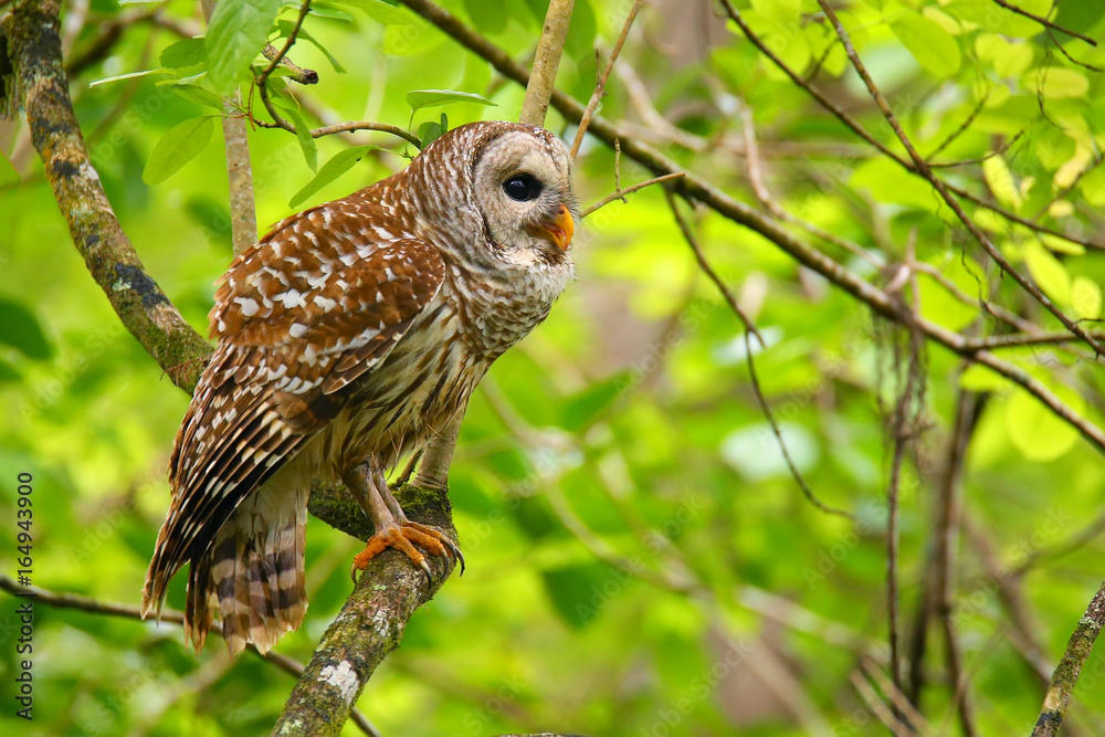 Barred owl (Strix varia) sitting on a tree Barred owl (Strix varia) sitting on a tree