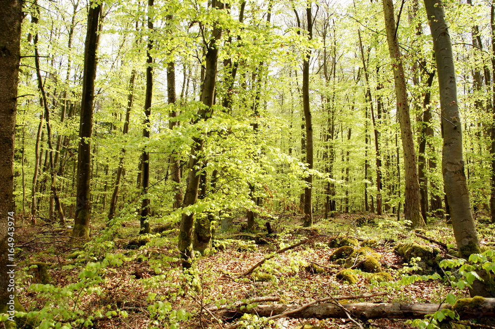 Obraz premium Wald im Frühling