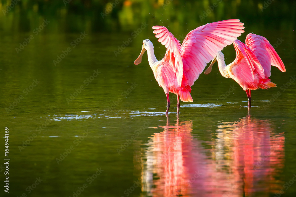 Obraz premium Roseate spoonbill (Platalea ajaja)
