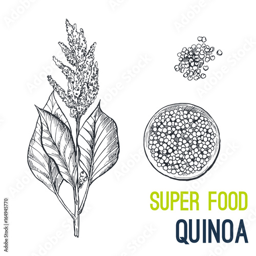 Quinoa. Super food hand drawn sketch vector photo