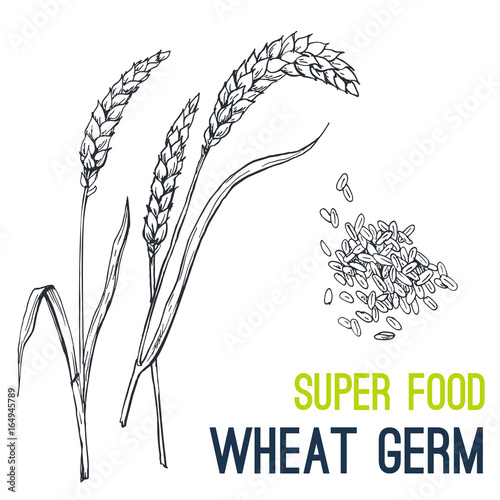 WHEAT. Super food hand drawn sketch vector