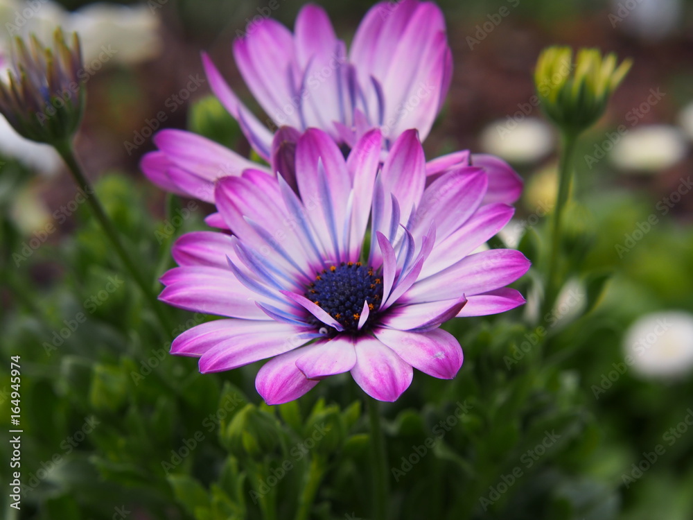 Obraz premium Osteospermum - African daisy 