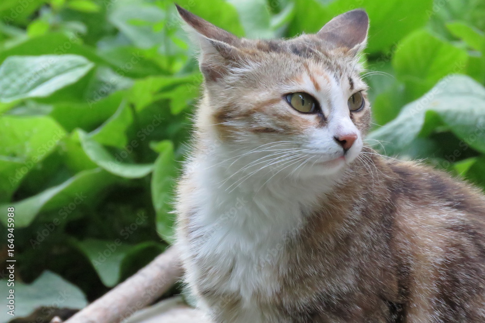 Fototapeta premium grey cat with green eyes
