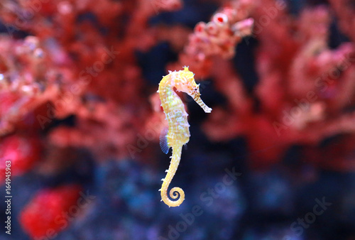 seahorse (Hippocampus) swimming.