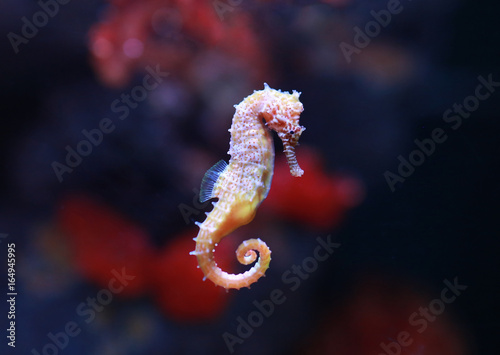 seahorse (Hippocampus) swimming.
