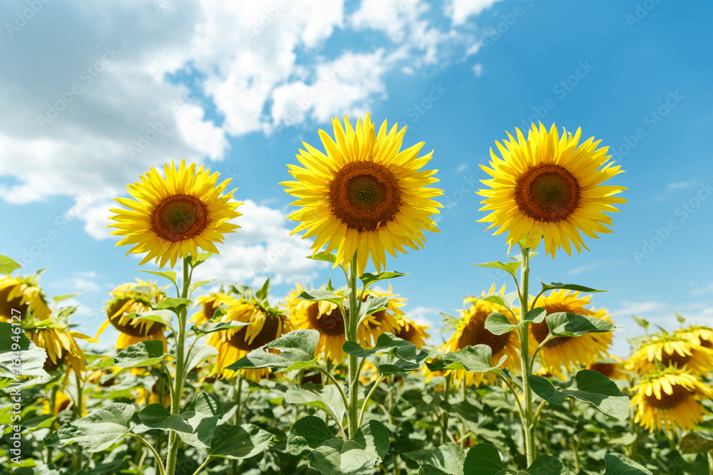 Three Blooming sunflowers