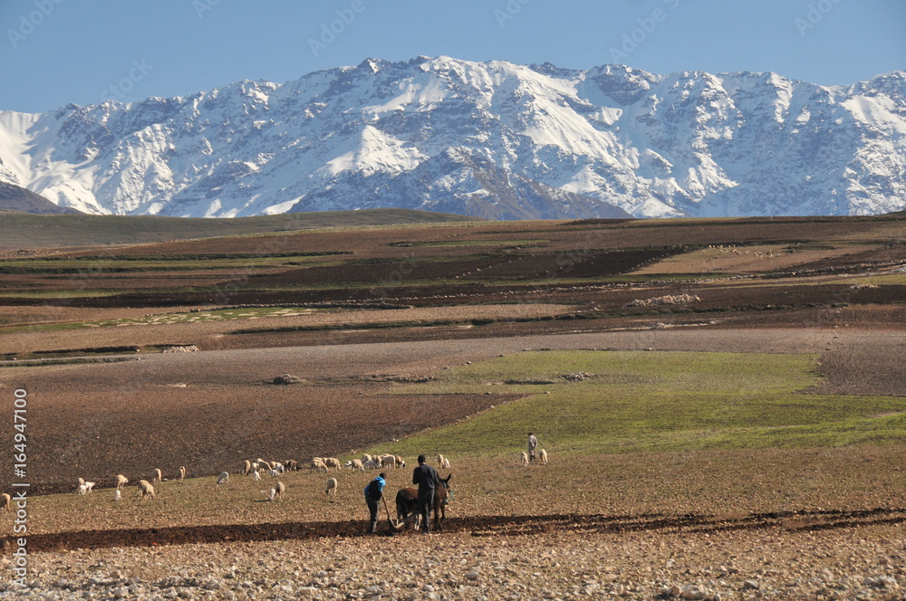 Obraz premium laboureur