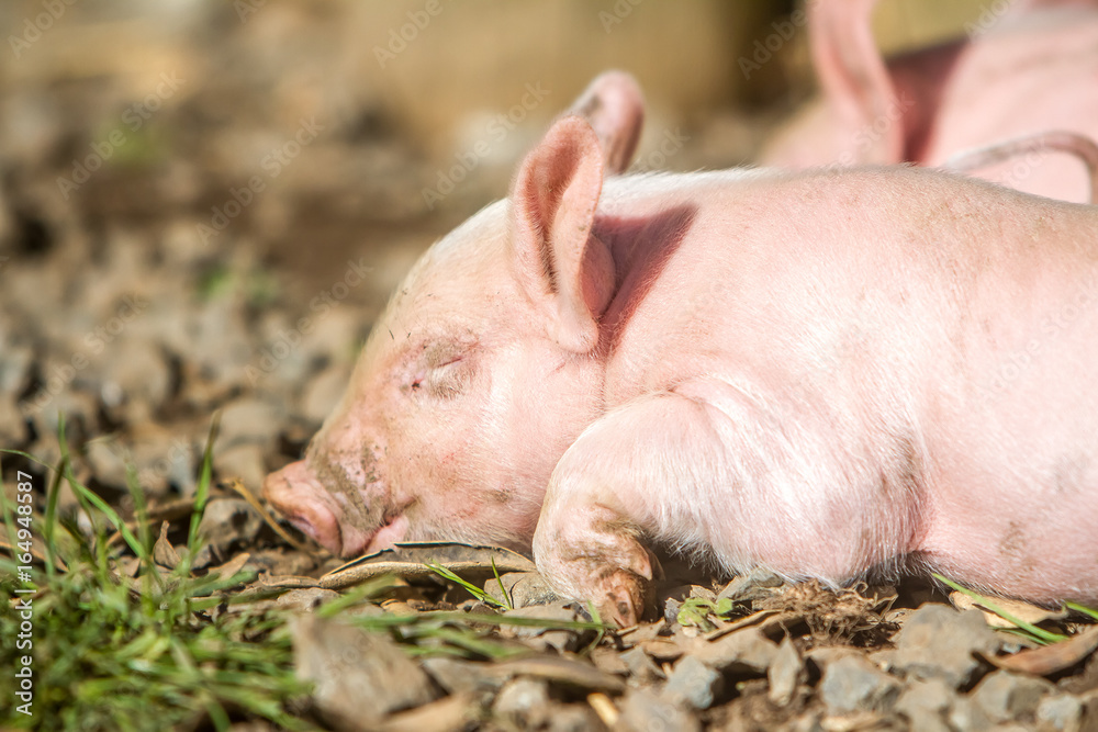 young cute piglets on farm young cute piglets on farm