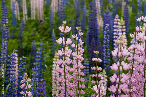 Lupins in Finland