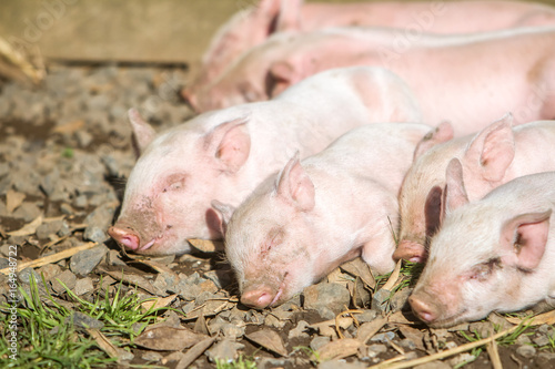 young cute piglets on farm © Alena Yakusheva