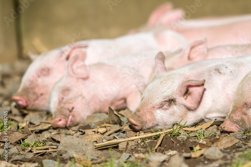 young cute piglets on farm