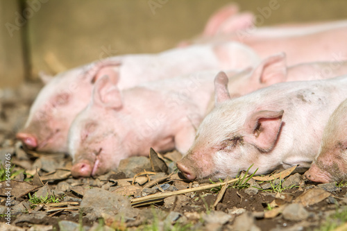 young cute piglets on farm © Alena Yakusheva