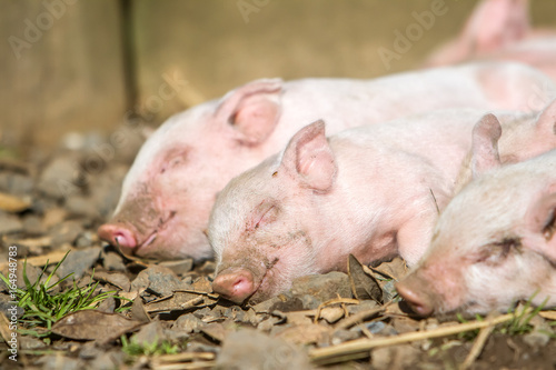 young cute piglets on farm