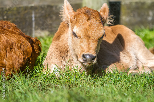 young cute calves, baby cow on farm
