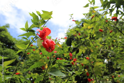 Fleurs guadeloupe