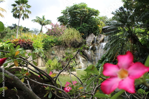 Fleurs guadeloupe