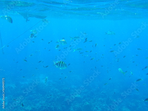 poissons colorés