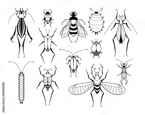 Different insects with patterns on wings. Butterflies and bugs set. Vector biology illustrations